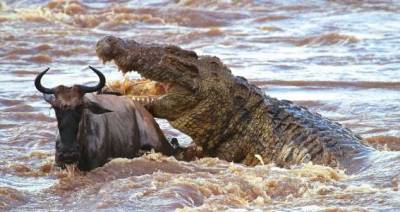 Нильский крокодил: От его шкуры отлетают пули. Он — совершенный хищник №1 (11 фото + 1 гиф) - chert-poberi.ru