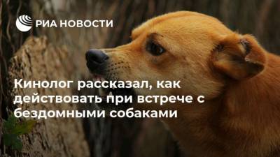 Кинолог рассказал, как действовать при встрече с бездомными собаками - mur.tv - Россия - Москва