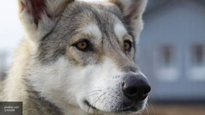 Владимир Голубев - Кинолог перечислил правила поведения с бездомными собаками - mur.tv - Россия