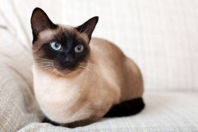 Когда и почему у котят меняется цвет глаз? - mur.tv
