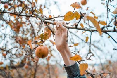 Уход за яблоней осенью – советы по правильной подготовке дерева к зиме - sadogorod.club