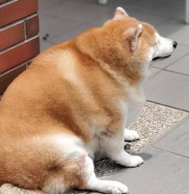 Напоминающая сумоиста упитанная собака из Китая прославилась на весь мир - mur.tv - Китай
