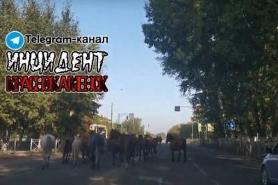 Табун лошадей промчался по улицам второго по величине города Забайкалья видео - mur.tv