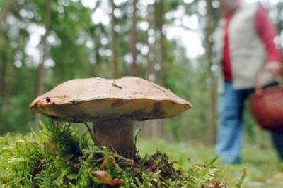 Как грибы становятся радиоактивными - woman.rambler.ru - Россия