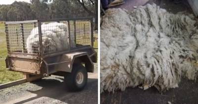 Зоозащитники спасли спутанное лохматое чудище. Чтобы освободить из него овцу, пришлось состричь 20 кг шерсти - mur.tv - Австралия - Виктория
