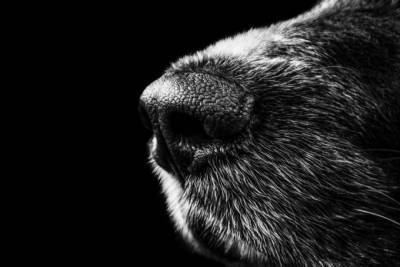 На Алтае завели дело на живодерку, истязавшую и поедавшую собак - mur.tv - Россия - республика Алтай - Алтайский край