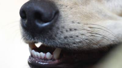 В Оренбургской области собака покусала 13-летнего мальчика - mur.tv - Оренбургская обл.