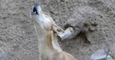Редчайшая собака вновь обнаружена в дикой природе - mur.tv - Гвинея