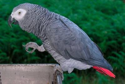 Сквернословящим попугаям запретили показываться на глаза посетителям зоопарка - mur.tv