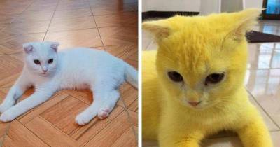 Необычный результат лечения кошки от грибковой инфекции - lifehelper.one - Таиланд