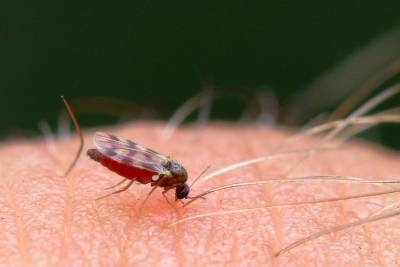 Как питаются комары? - lifehelper.one