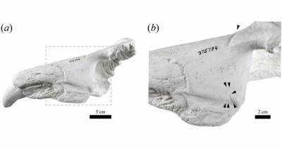 В США нашли древнюю челюсть морского слона из Антарктиды - mur.tv - Usa - штат Индиана - Антарктида