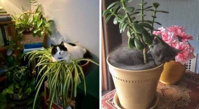 20 забавных фото, демонстрирующих отношение кошек к растениям - mur.tv