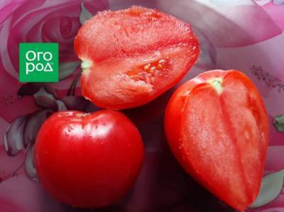 Почему помидоры безвкусные и рыхлые - sadogorod.club