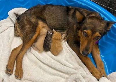 Собака стала мамой для осиротевших котят (3 фото + 1 видео) - chert-poberi.ru - Сша - Мексика - штат Аризона - штат Джорджия