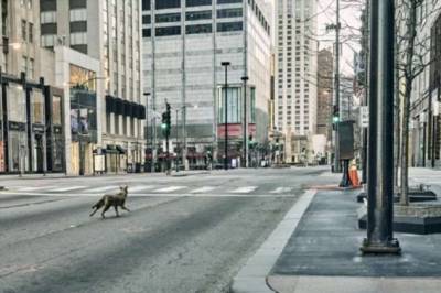 Койоты в большом городе — как звери уживаются с людьми в мегаполисе (4 фото) - chert-poberi.ru - Сша - Нью-Йорк - Вашингтон - штат Огайо