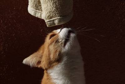 Почему кошки любят резкие и неприятные запахи? - mur.tv