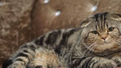 Удивительная история кота, который изменил своей хозяйке - mur.tv