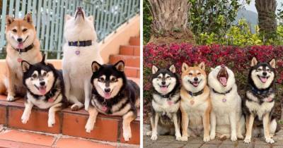 Хозяйка 4 собак делится снимками своих питомиц, одна из которых всегда портит фото. И такой друг есть у всех - mur.tv - Гонконг