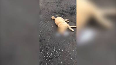Догхантеры во Всеволожском районе отравили трех собак. - mur.tv