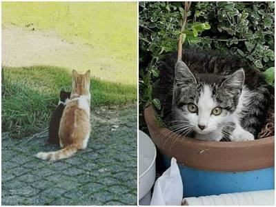 Пожилой кот подружился с бездомным котенком, который забегал во двор его семьи - mur.tv