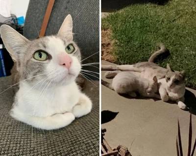 История кошки Рози: так есть хочется, что переночевать негде - mur.tv - штат Калифорния