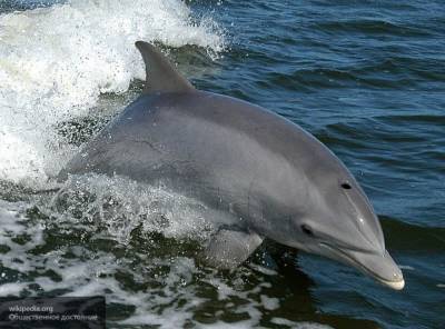 Туристы увидели шоу дельфинов в Анапе в открытом море - mur.tv - Анапа