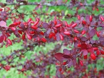 Добавим красок в саду: 7 растений с яркой листвой красного и фиолетового оттенка - sadogorod.club