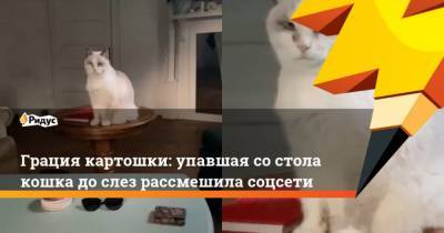 Грация картошки: упавшая состола кошка дослез рассмешила соцсети - mur.tv