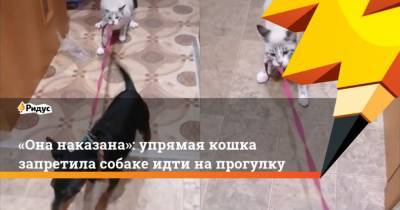 Она наказана: упрямая кошка запретила собаке идти напрогулку - mur.tv