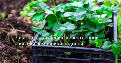 7 шагов к получению качественной рассады земляники садовой - sadogorod.club