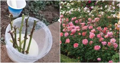 Очень простой способ осеннего черенкования роз в открытом грунте - lifehelper.one