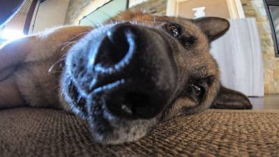 Ученые прояснили вопрос относительно температурного режима носа собак - mur.tv - Венгрия