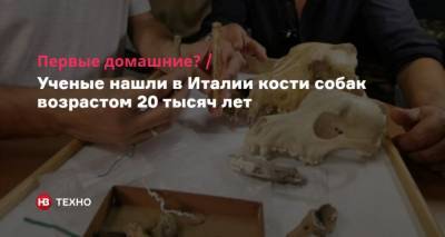 Первые домашние? Ученые нашли в Италии кости собак возрастом 20 тысяч лет - mur.tv - Италия