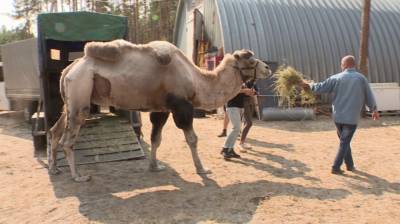 Воронежскому зоопарку передали 16-летнего верблюда - mur.tv