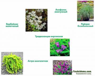 Цветы агрессоры в саду - sadogorod.club