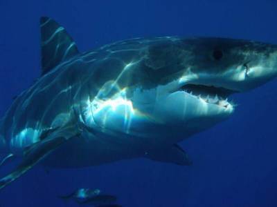 Косатки лишили больших белых акул статуса высшего морского хищника - mur.tv - Сан-Франциско