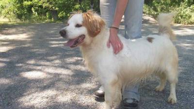 Случилось чудо: собака нашлась после 11 лет разлуки - mur.tv - Франция
