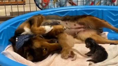 До слез: собака, потерявшая щенков, дарит свою материнскую любовь котятам - mur.tv - Сша - штат Аризона - штат Джорджия