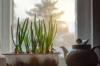 Как выращивать зелёный лук в квартире? - lifehelper.one - Россия
