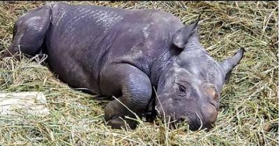 В зоопарке Цинциннати появился на свет детеныш редкого носорога. - mur.tv