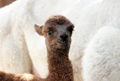Малыш альпака родился в нижегородском зоопарке - mur.tv