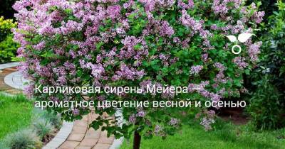 Карликовая сирень Мейера — ароматное цветение весной и осенью - sadogorod.club