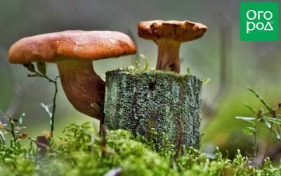 Съедобный или нет: 7 грибов, о которых вечно спорят - sadogorod.club