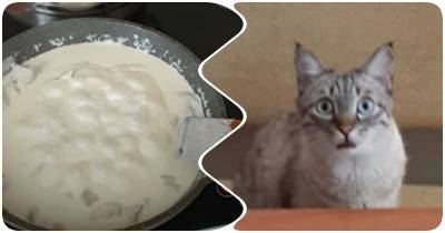 Забавная реакция кота на ужин хозяина - mur.tv