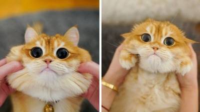 Глазастый кот с золотистой шерсткой – новый любимчик социальных сетей - mur.tv