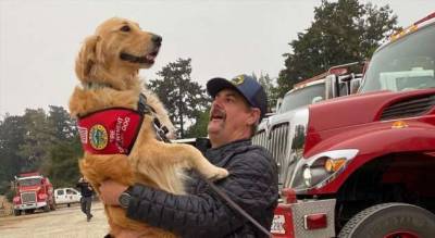 Кому обнимашки? Ретривер помогает пожарным снимать стресс после тяжелой работы - milayaya.ru - штат Калифорния