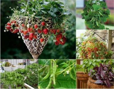 В следующем году огород расширю в высоту: 7 видов культур, которые я буду выращивать «в воздухе» - lublusebya.ru