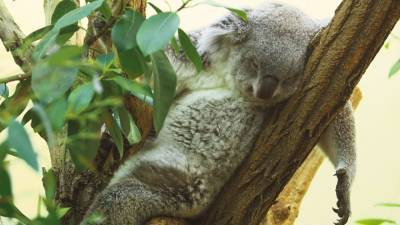 В венском зоопарке впервые родился детеныш коалы. - mur.tv