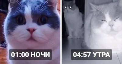 Хозяин уехал и ежедневно звонил своей кошке по видео, но пропустил один вечер. И ей было совсем не всё равно! - mur.tv - Китай